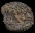 Edmontosaurus (Hadrosaur) Caudal Vertebrae - Montana #10756-5